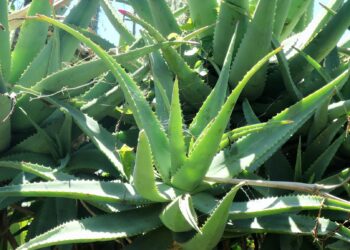 Aloe Vera: The Natural Remedy Your Skin Needs
