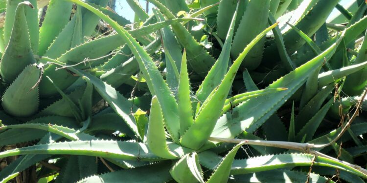 Aloe Vera: The Natural Remedy Your Skin Needs